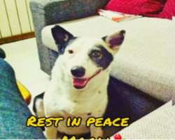 Her dog Mogli passed away in October 2021 at the age of 14 years.